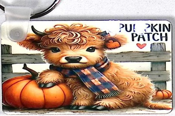Highland Calf Pumpkin Patch